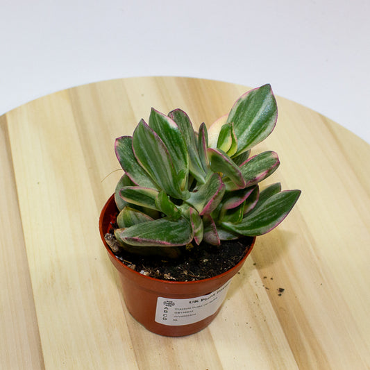 Crassula Ovata Variegata 8.5cm H16cm