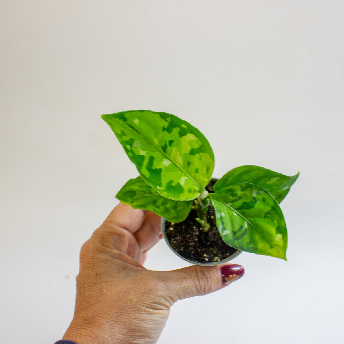 Aglaonema pictum 'Tricolor' 6cm H10cm