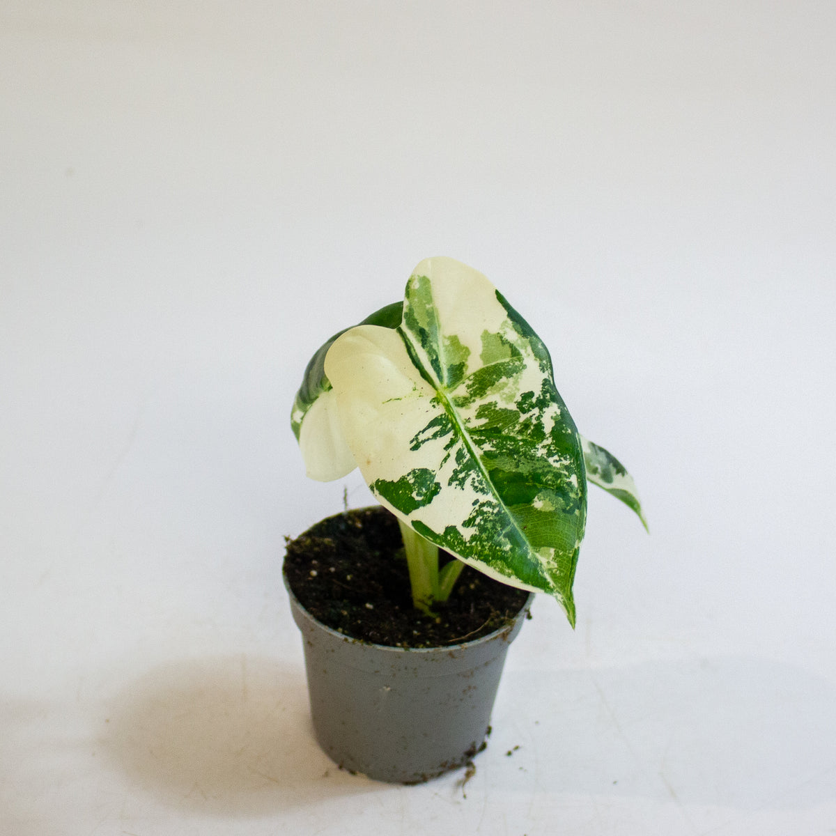 Alocasia micholitziana 'Frydek Variegata' 6cm H10cm