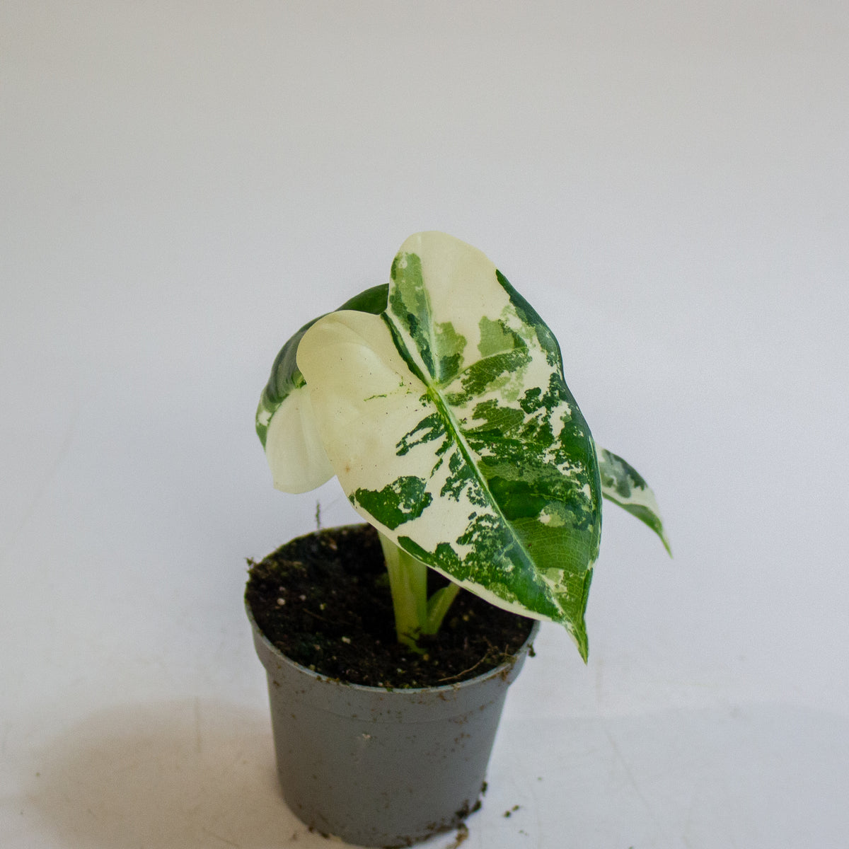 Alocasia micholitziana 'Frydek Variegata' 6cm H10cm