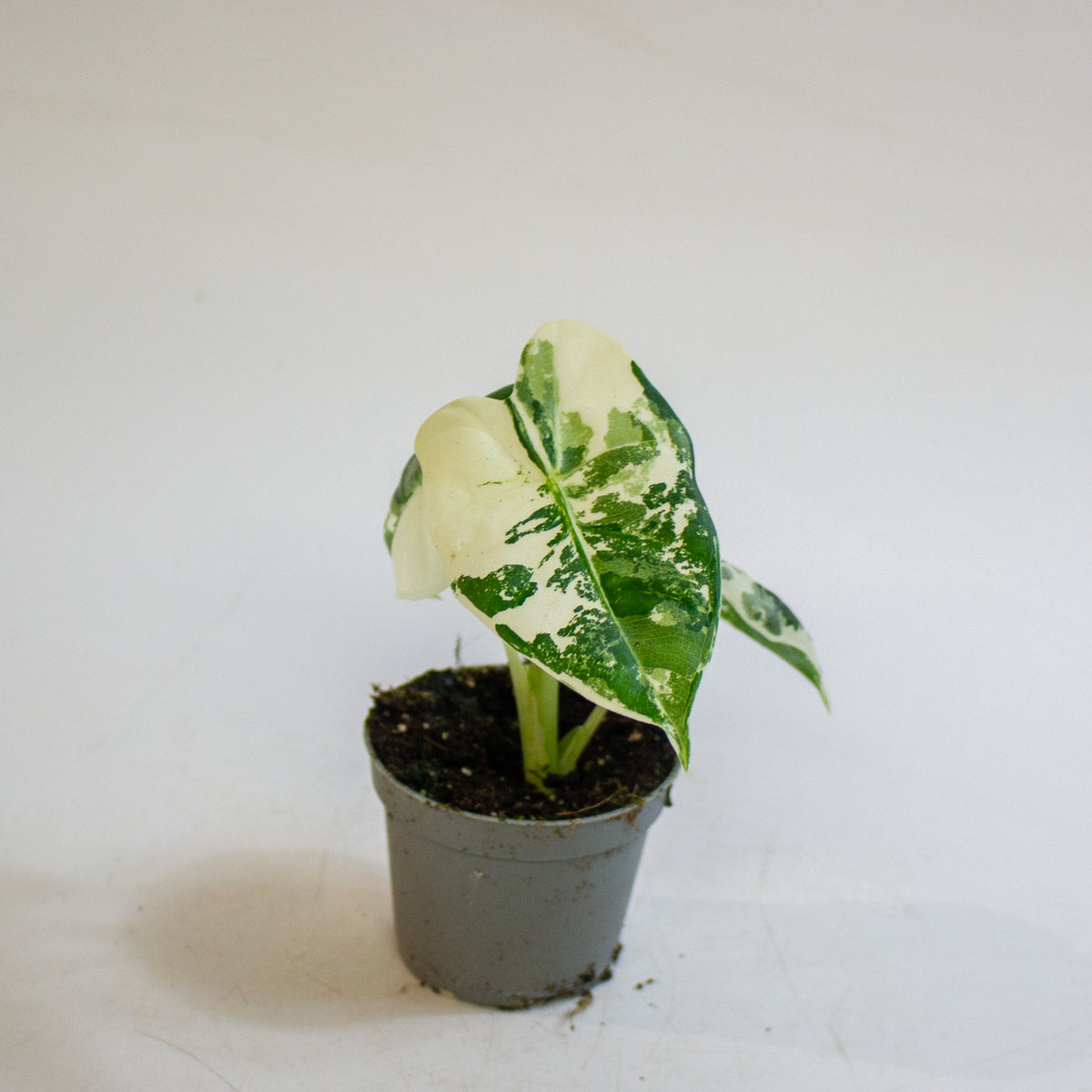 Alocasia micholitziana 'Frydek Variegata' 6cm H10cm