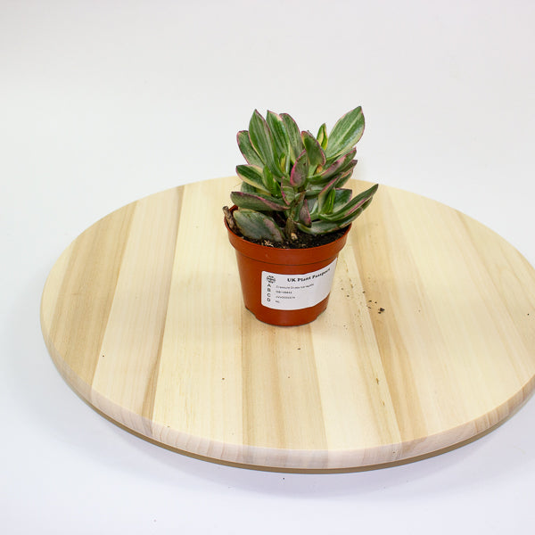 Crassula Ovata Variegata 8.5cm H16cm