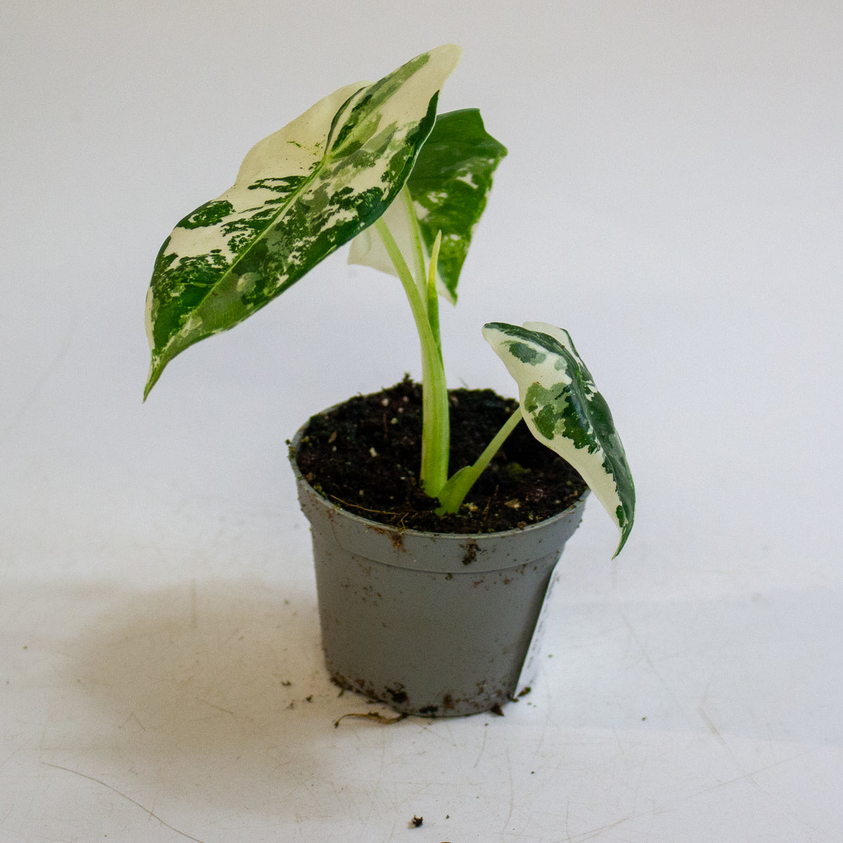 Alocasia micholitziana 'Frydek Variegata' 6cm H10cm