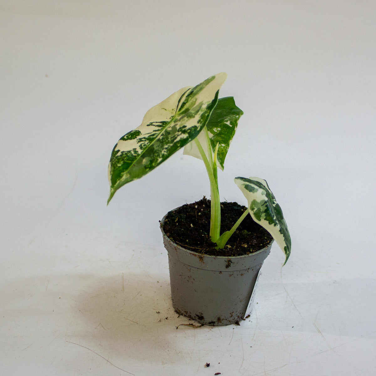 Alocasia micholitziana 'Frydek Variegata' 6cm H10cm
