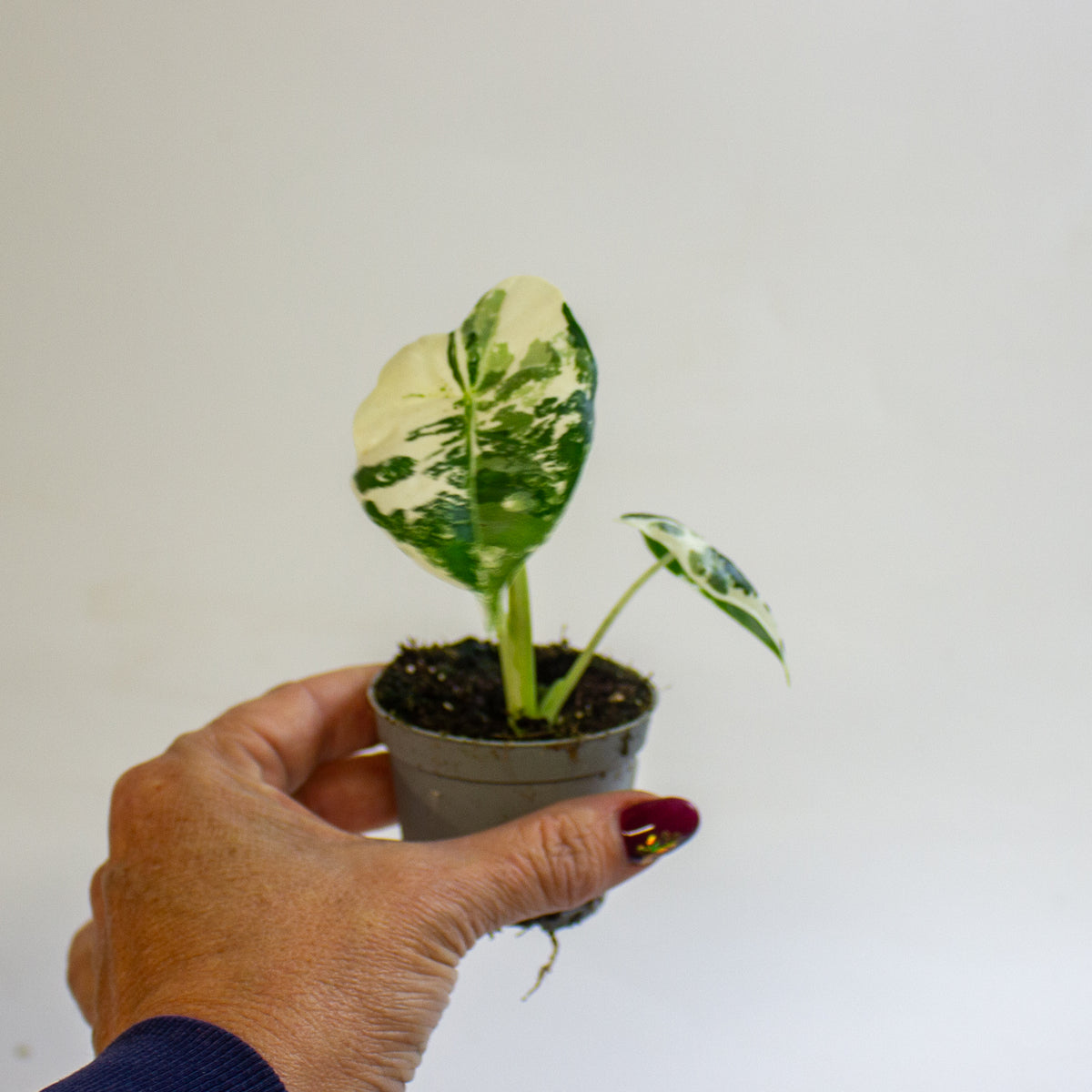 Alocasia micholitziana 'Frydek Variegata' 6cm H10cm