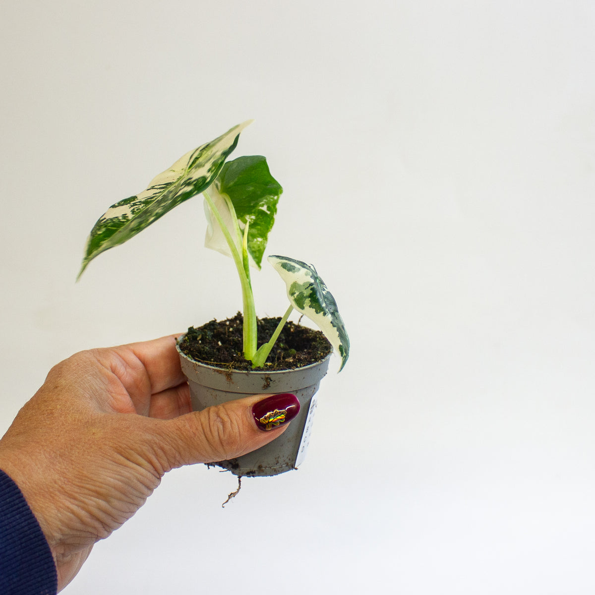Alocasia micholitziana 'Frydek Variegata' 6cm H10cm