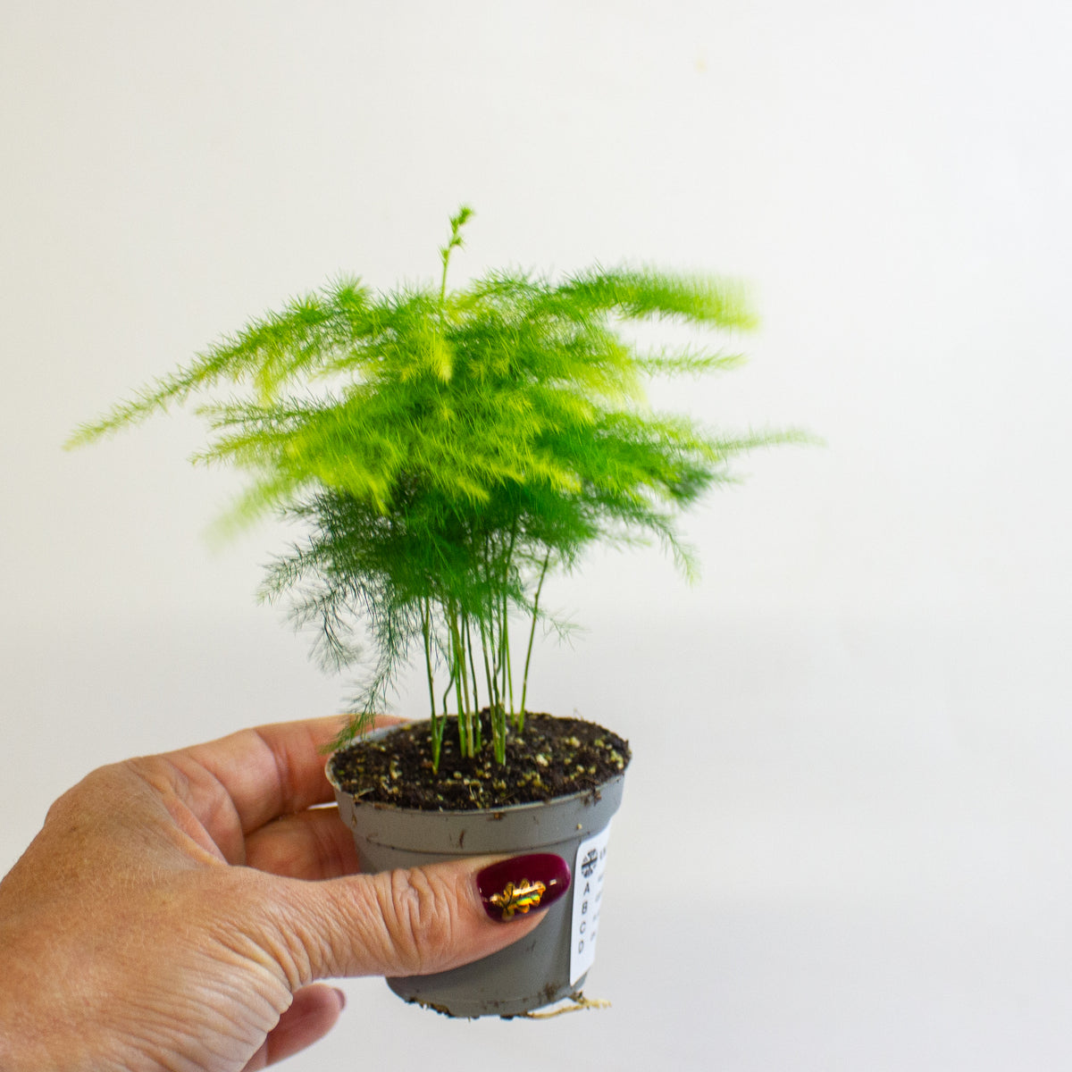 Asparagus setaceus 6cm H15cm