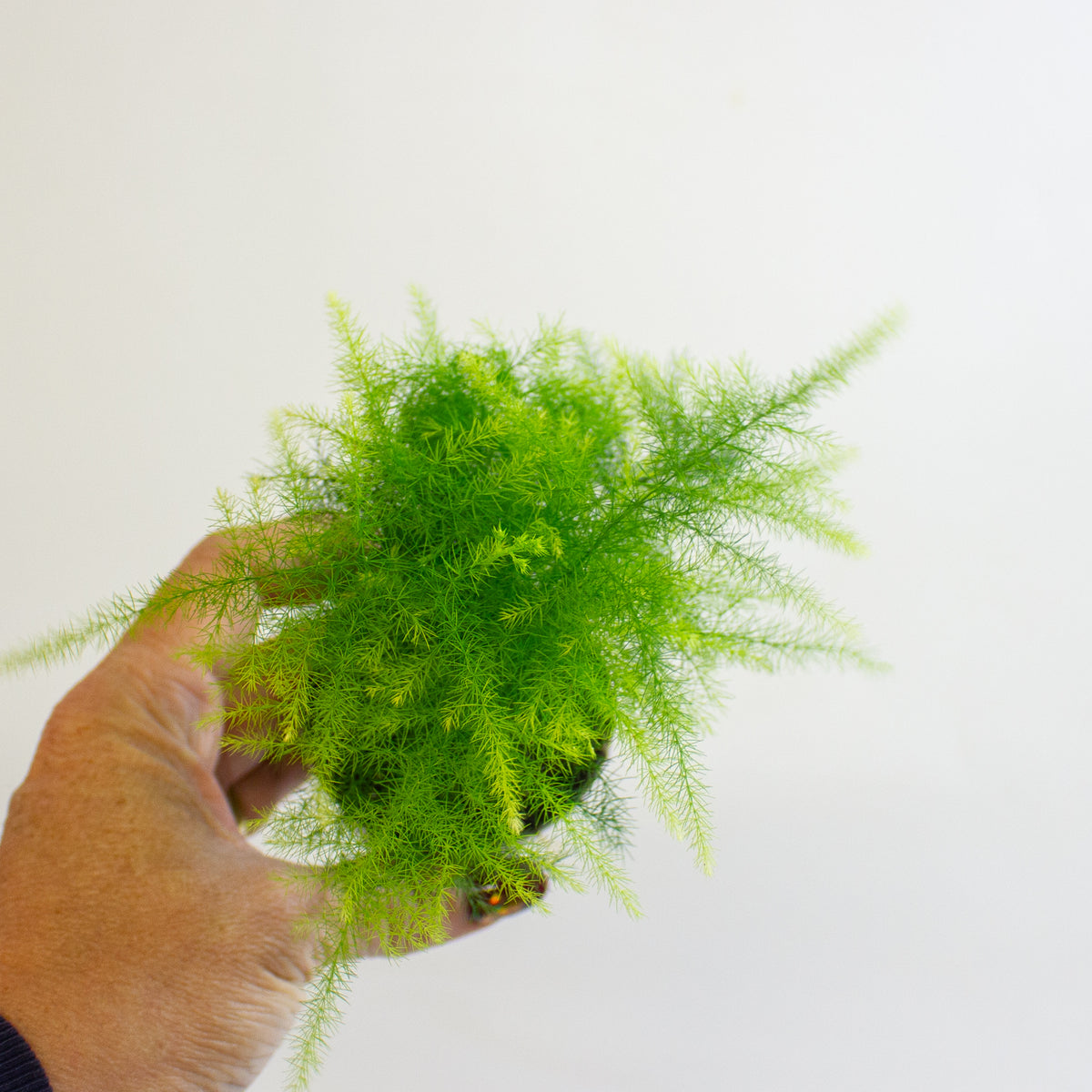 Asparagus setaceus 6cm H15cm
