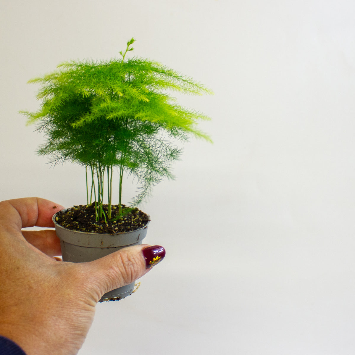 Asparagus setaceus 6cm H15cm