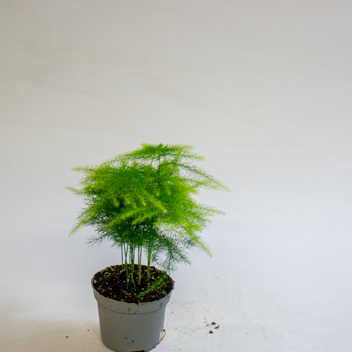 Asparagus setaceus 6cm H15cm