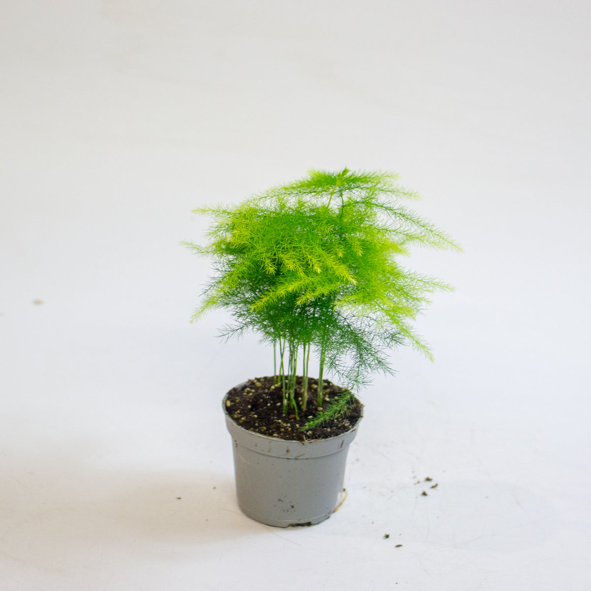 Asparagus setaceus 6cm H15cm