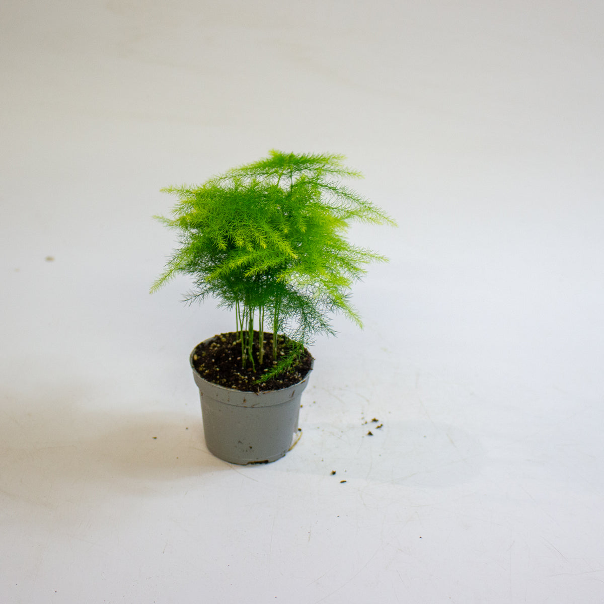 Asparagus setaceus 6cm H15cm