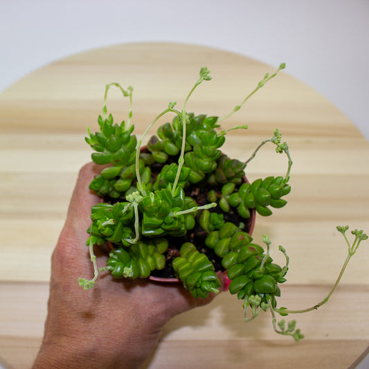 Crassula Columella 8.5cm H10cm