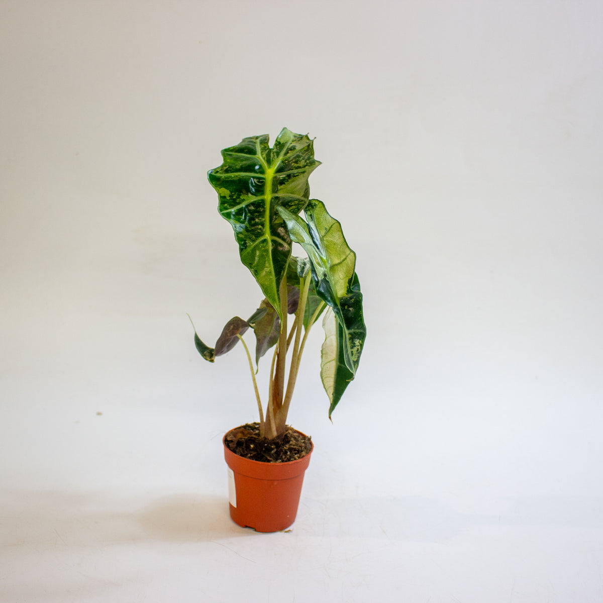 Alocasia 'Polly Variegata' 7cm H10cm