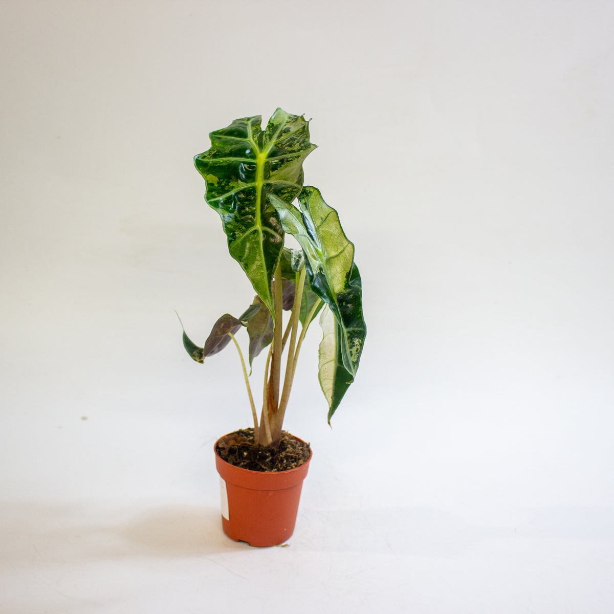 Alocasia 'Polly Variegata' 7cm H10cm