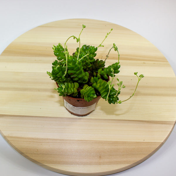 Crassula Columella 8.5cm H10cm