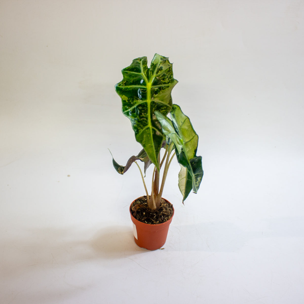 Alocasia 'Polly Variegata' 7cm H10cm