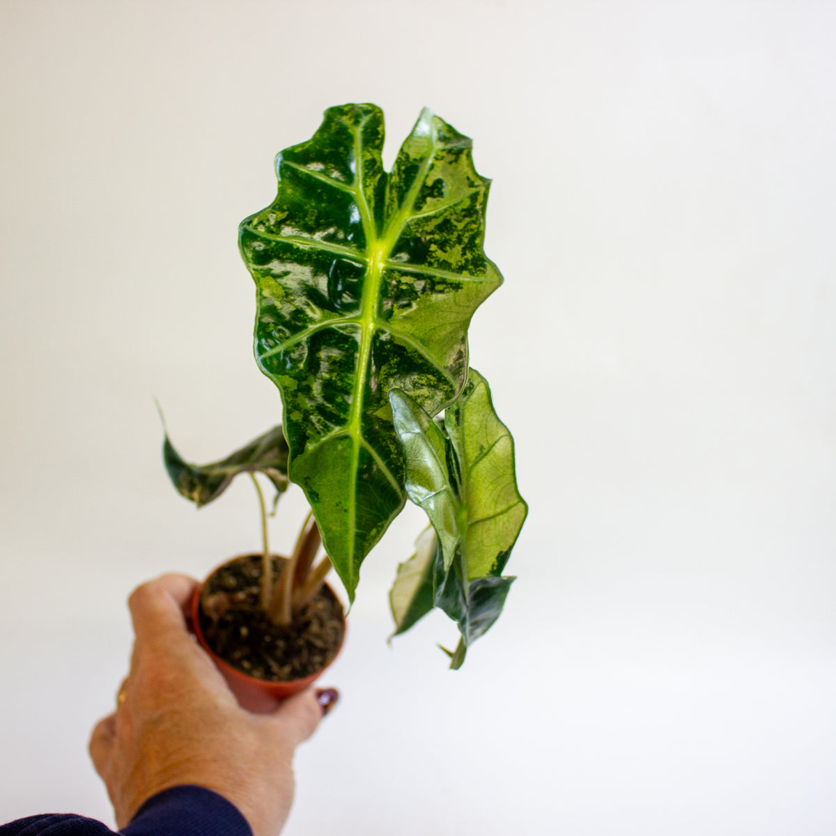 Alocasia 'Polly Variegata' 7cm H10cm