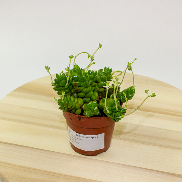 Crassula Columella 8.5cm H10cm
