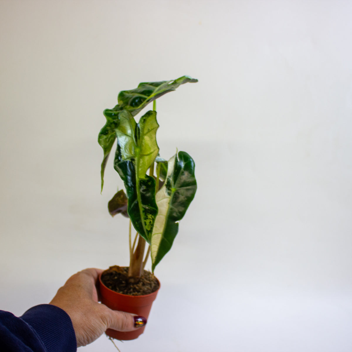 Alocasia 'Polly Variegata' 7cm H10cm