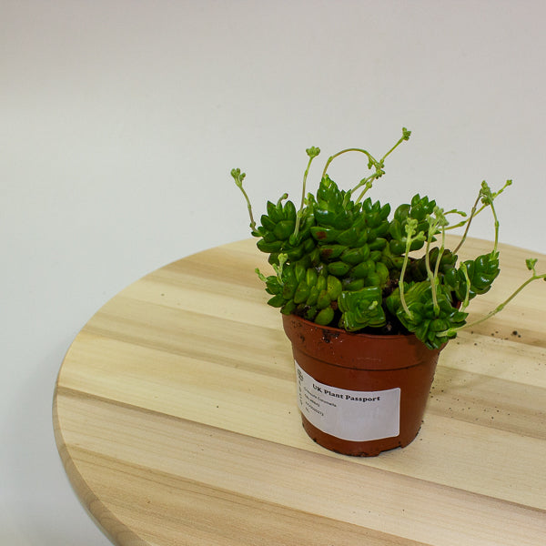 Crassula Columella 8.5cm H10cm