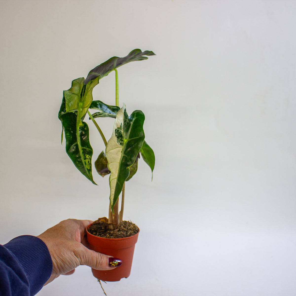 Alocasia 'Polly Variegata' 7cm H10cm