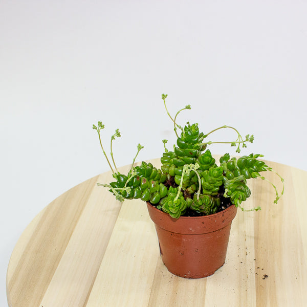 Crassula Columella 8.5cm H10cm