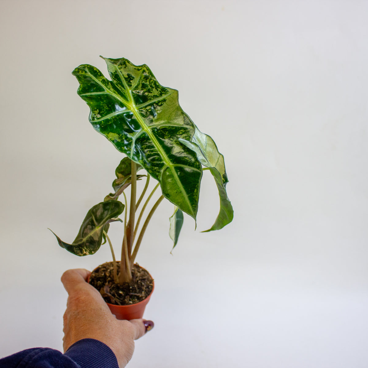 Alocasia 'Polly Variegata' 7cm H10cm