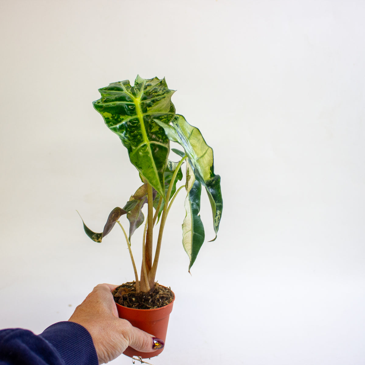 Alocasia 'Polly Variegata' 7cm H10cm
