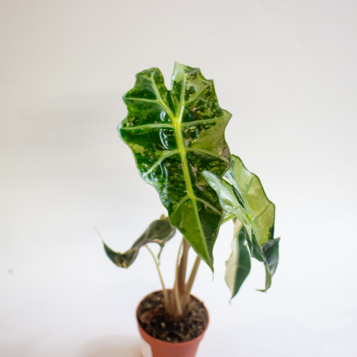 Alocasia 'Polly Variegata' 7cm H10cm