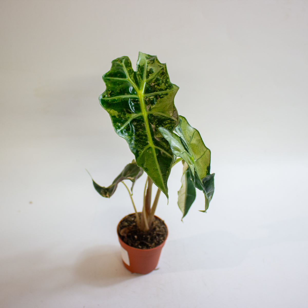 Alocasia 'Polly Variegata' 7cm H10cm