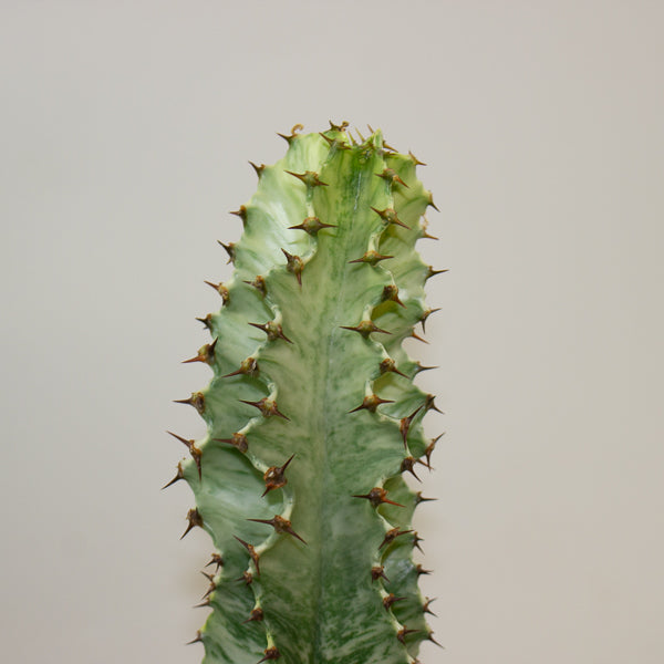Euphorbia ingens Variegata 17cm H50cm