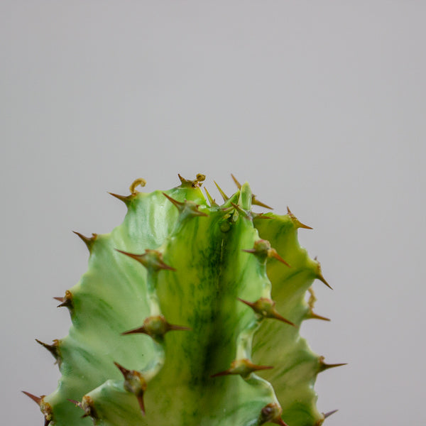 Euphorbia ingens Variegata 17cm H50cm