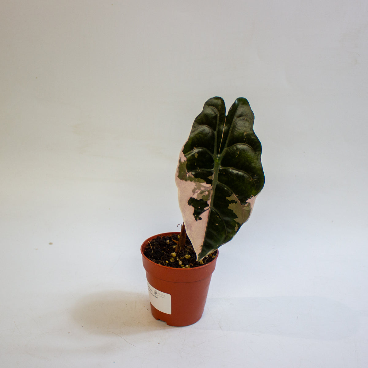 Alocasia chantrieri 'Pink Variegata' 9cm H15cm