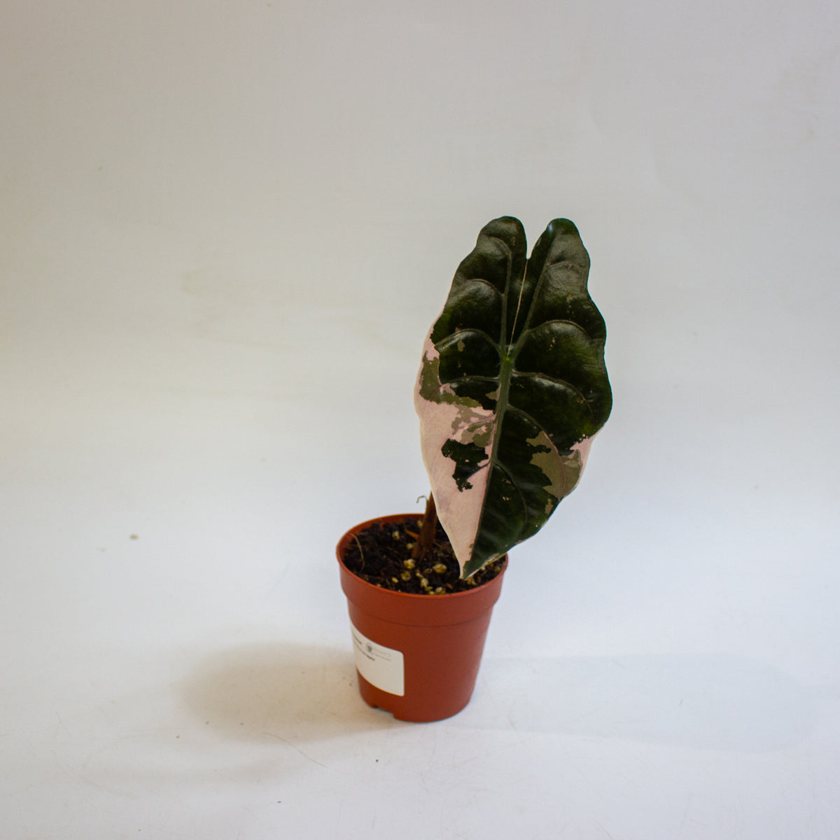 Alocasia chantrieri 'Pink Variegata' 9cm H15cm