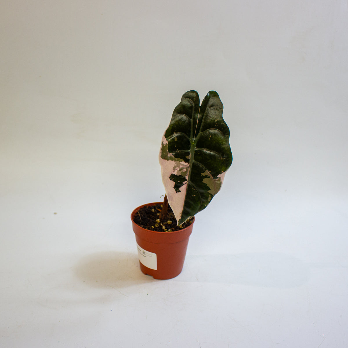 Alocasia chantrieri 'Pink Variegata' 9cm H15cm