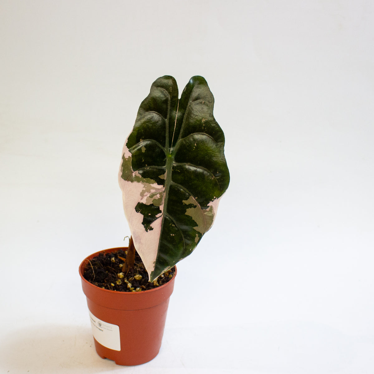 Alocasia chantrieri 'Pink Variegata' 9cm H15cm