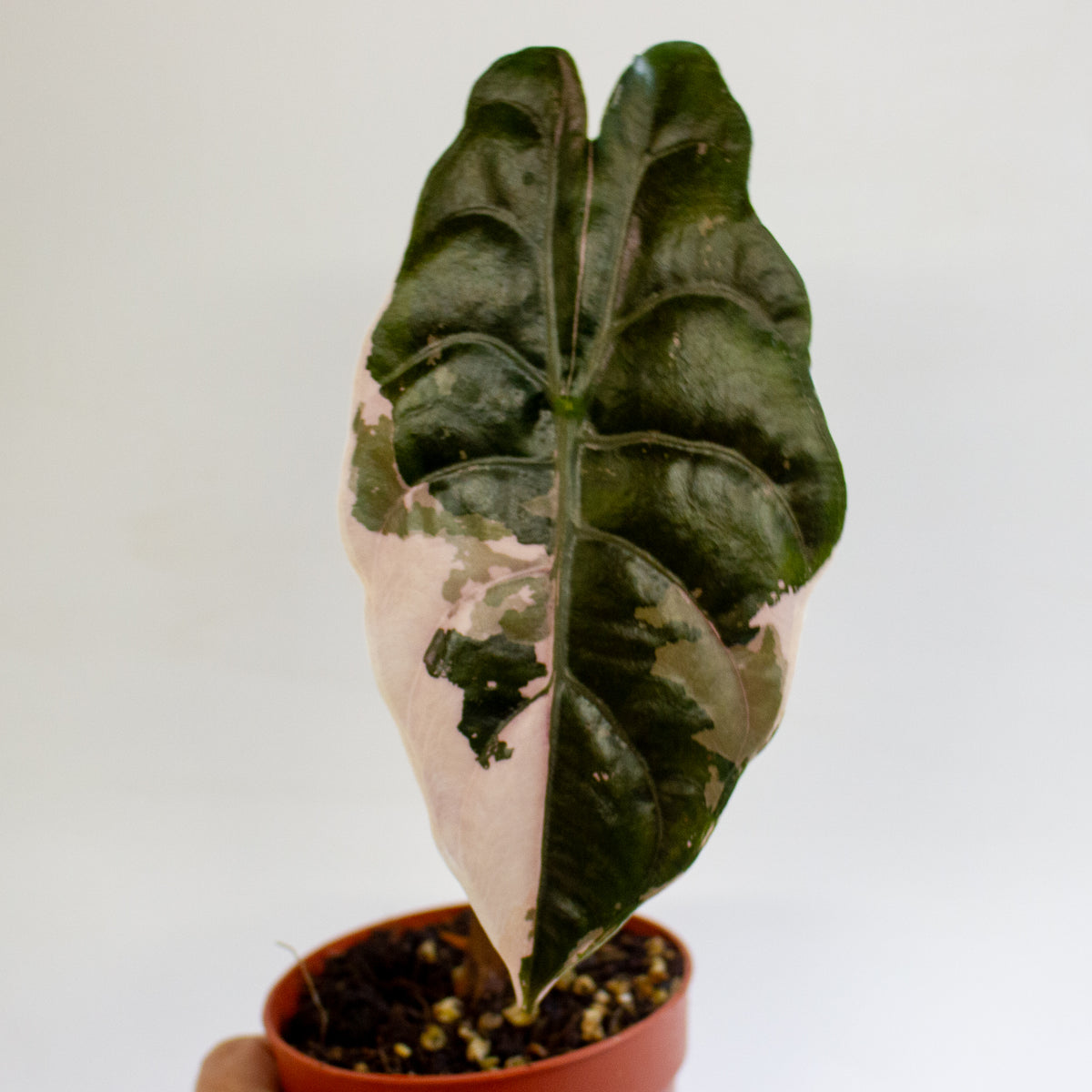 Alocasia chantrieri 'Pink Variegata' 9cm H15cm