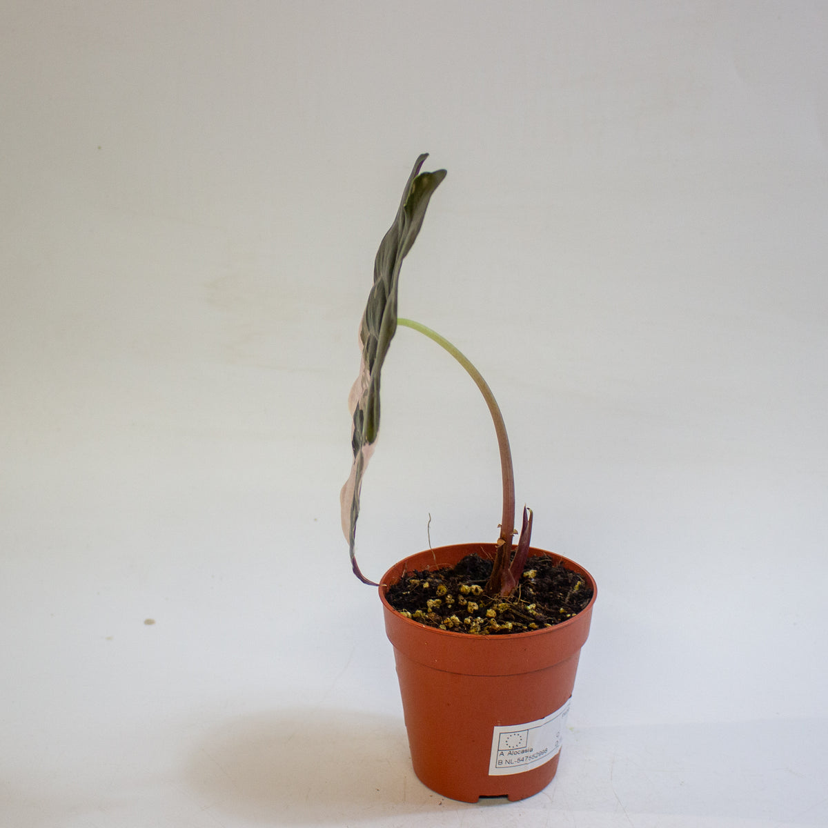 Alocasia chantrieri 'Pink Variegata' 9cm H15cm