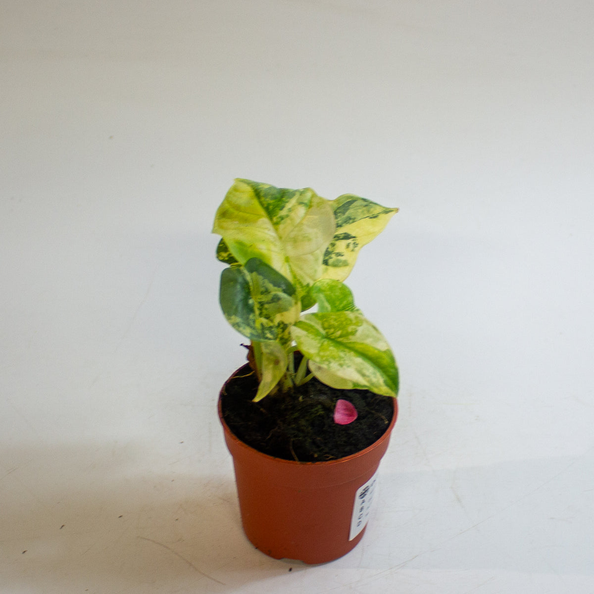 Alocasia 'Silver Dragon Variegata' 7cm H10cm