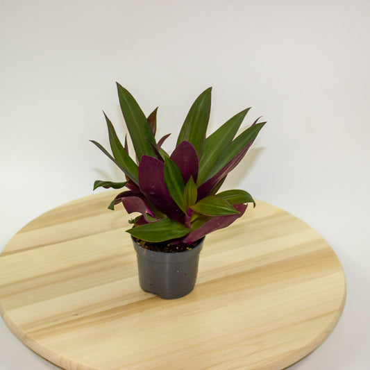 Tradescantia Purple Passion 8.5cm H20cm