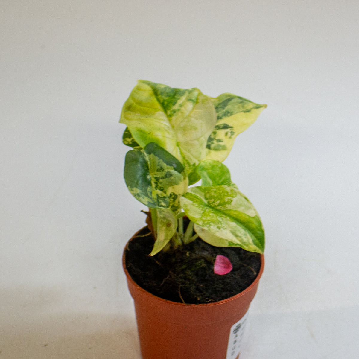 Alocasia 'Silver Dragon Variegata' 7cm H10cm
