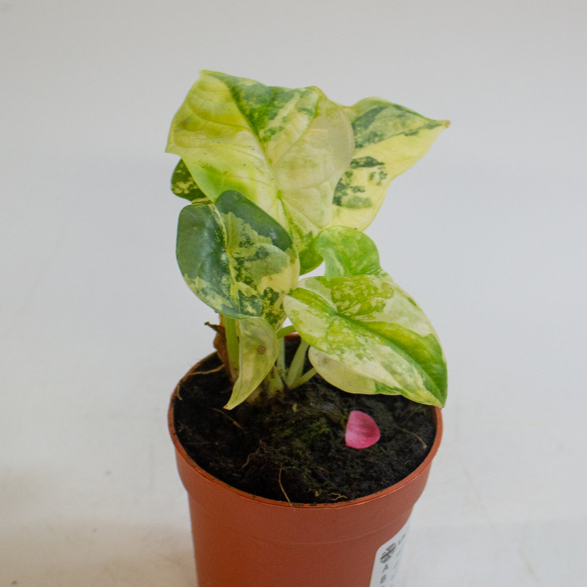 Alocasia 'Silver Dragon Variegata' 7cm H10cm