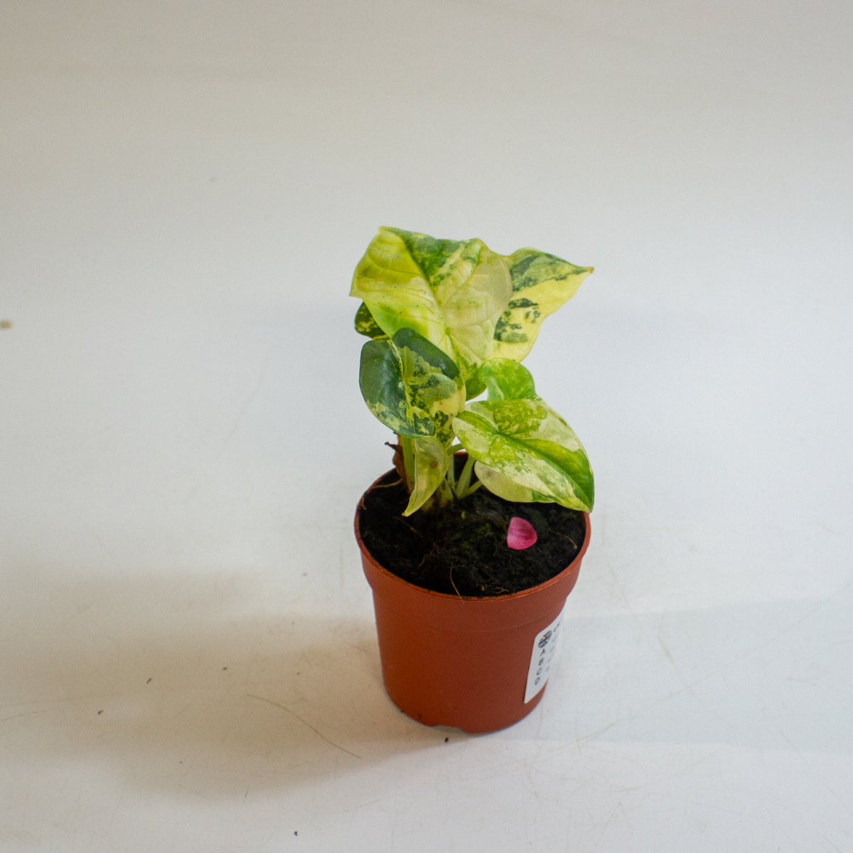 Alocasia 'Silver Dragon Variegata' 7cm H10cm