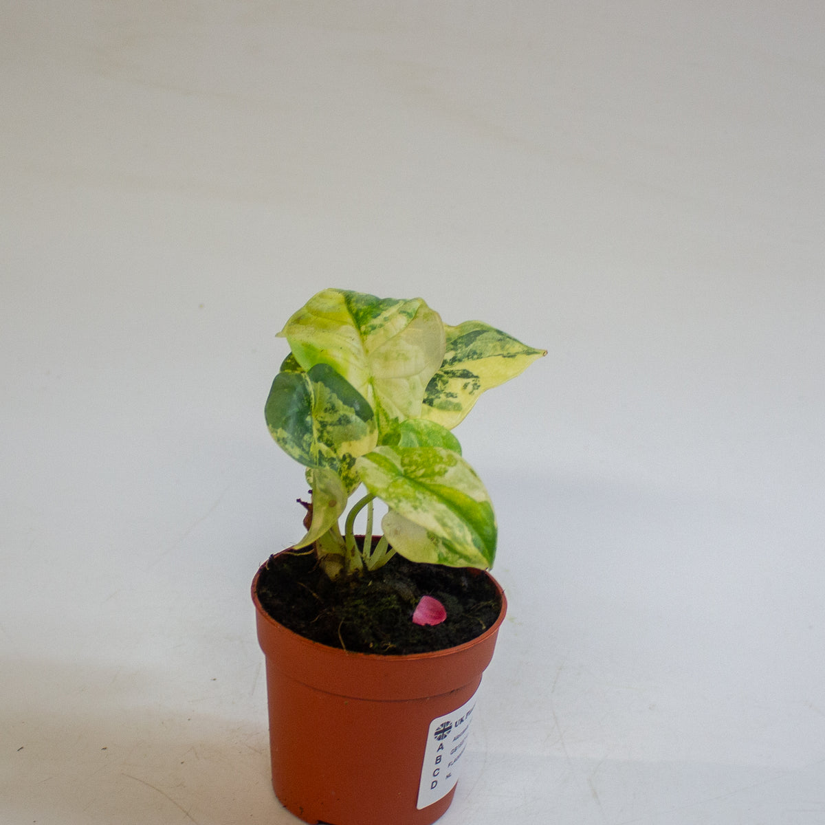 Alocasia 'Silver Dragon Variegata' 7cm H10cm