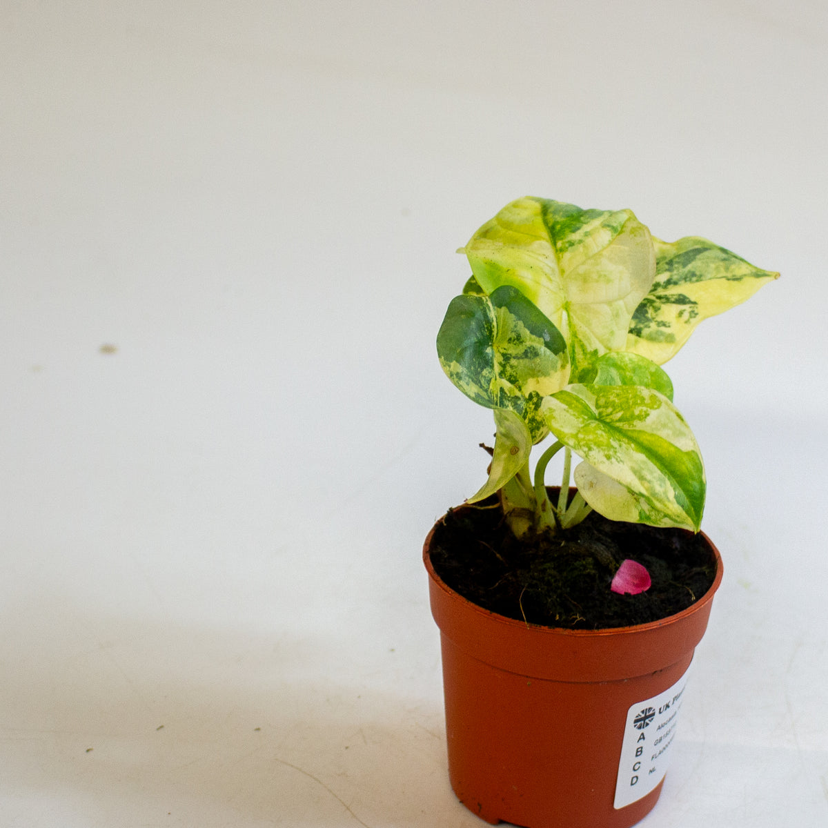 Alocasia 'Silver Dragon Variegata' 7cm H10cm
