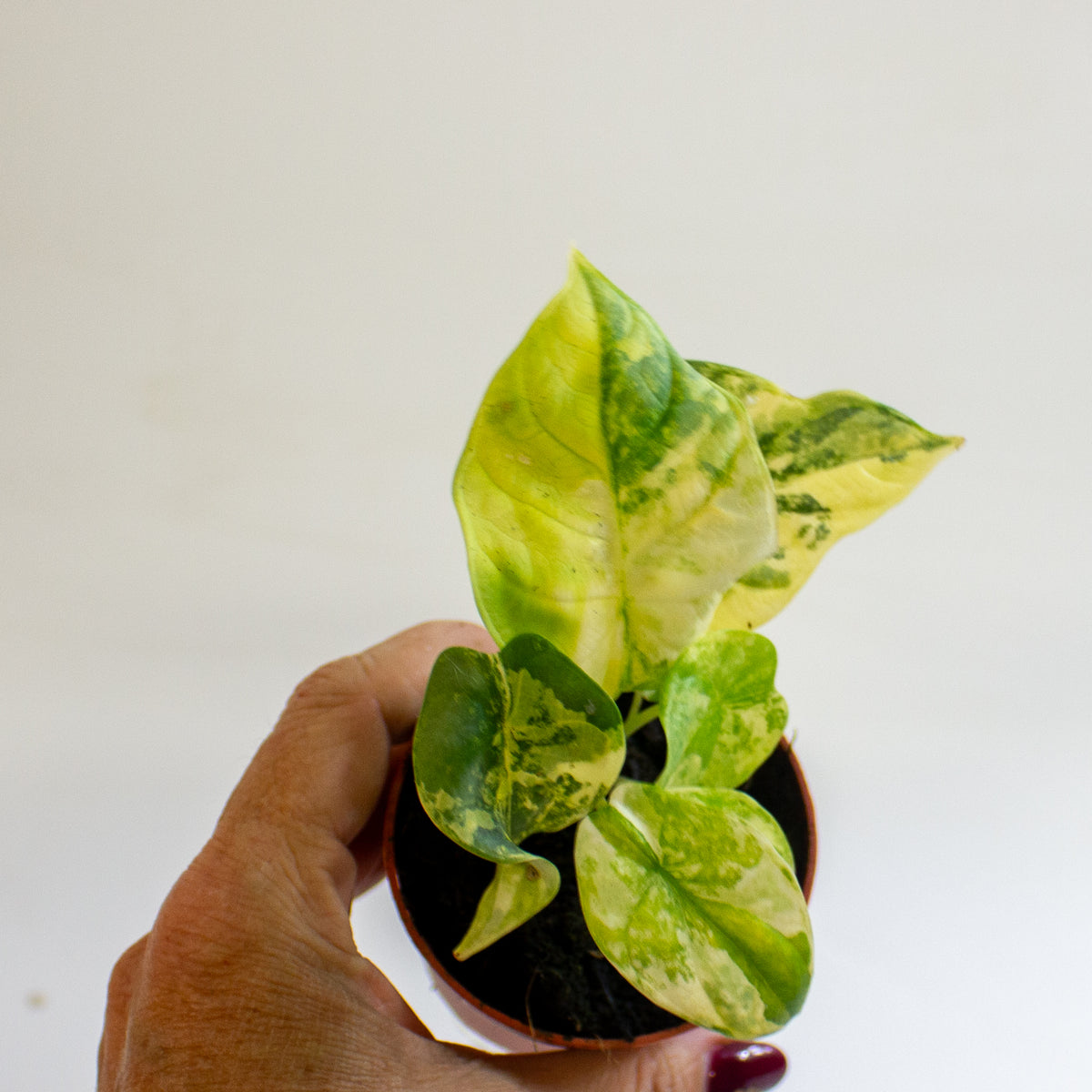 Alocasia 'Silver Dragon Variegata' 7cm H10cm