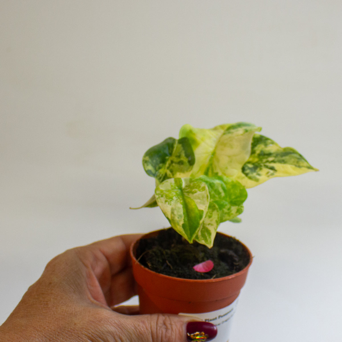 Alocasia 'Silver Dragon Variegata' 7cm H10cm