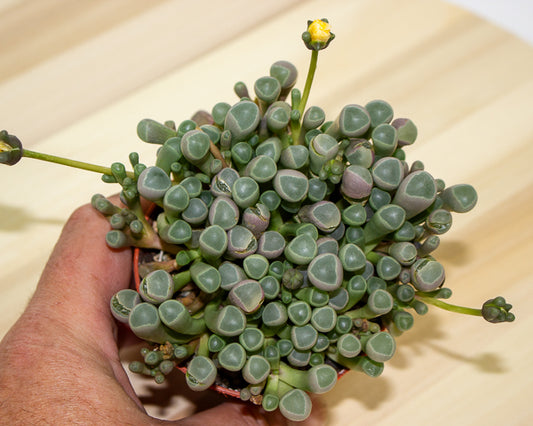 Fenestraria Rhopalophylla 'Baby Toes' 8.5cm H10cm