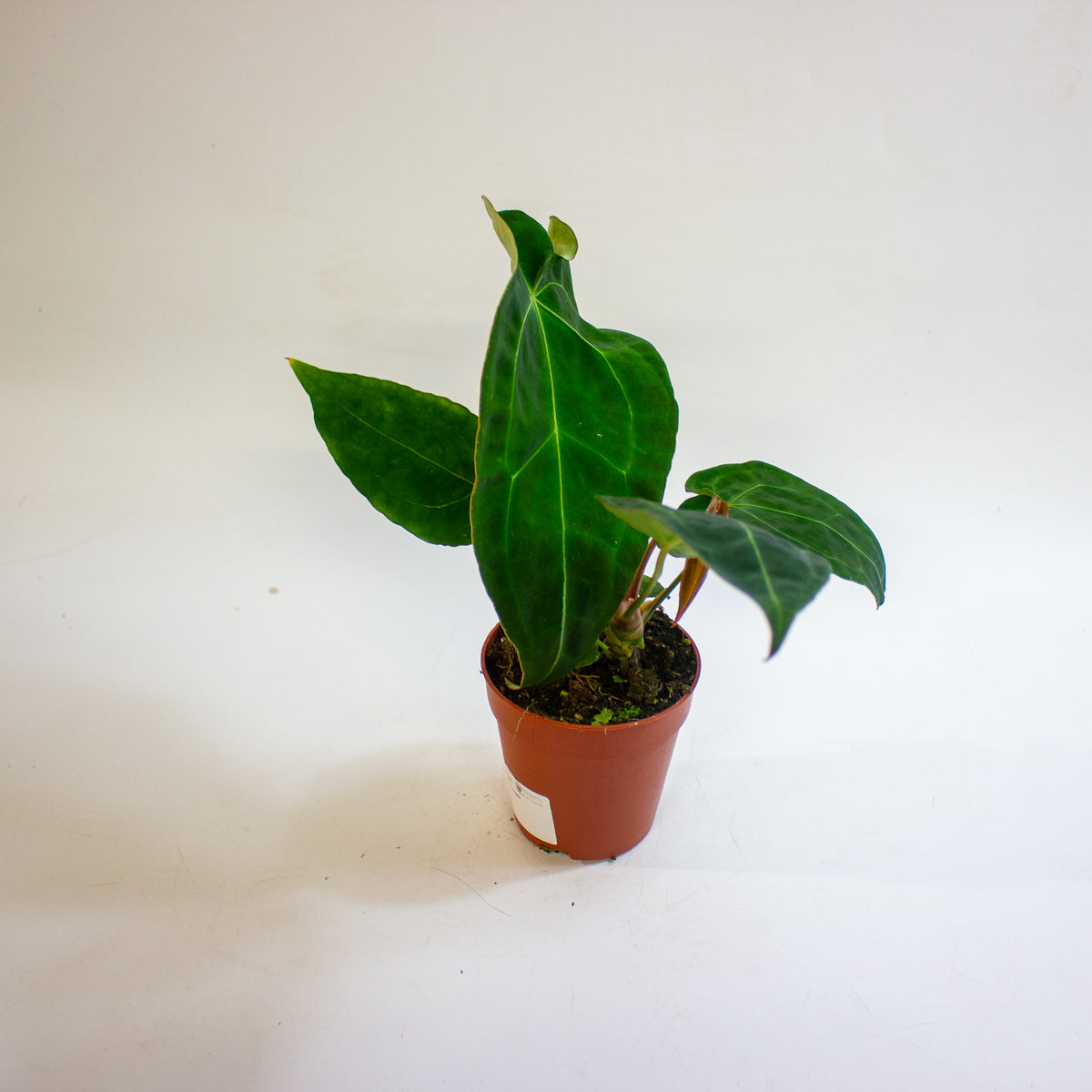 Anthurium Red Spider x forgetii 9cm H25 - 35cm